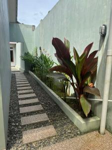 a pathway with plants on the side of a building at d'house toraja in Rantepao