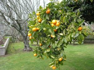 an orange tree with lots of oranges on it at Woodhey Retreat Unit 2 in Karapiro +7 photos