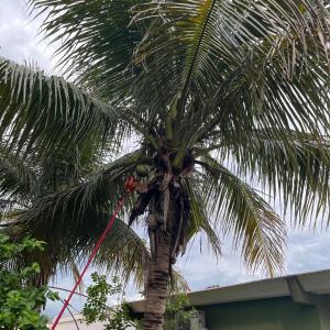 a palm tree in front of a building at Studio Palm Garden em Nova Andradina in Nova Andradina