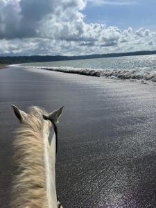 a horse looking at the ocean from the beach at Casa Shec- An Oceanfront Jungle Retreat in Drake +20 photos