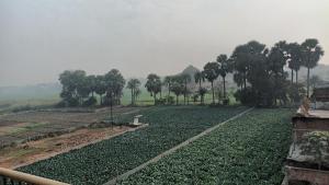 a large field of crops with trees in the background at Sujata Buddha Homestay in Bodh Gaya