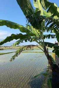 a banana tree in front of a body of water at Bali Eco Living Yoga Healing Meditation and Retreat Center in Denpasar