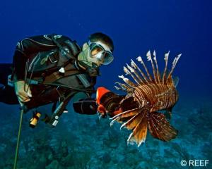 un hombre con una máscara de buceo mirando a un pez león en Golden Rose Hotel, en Áqaba