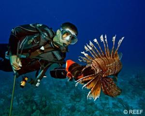 a man in a diving mask looking at a lion fish at Golden Rose Hotel in Aqaba