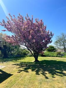 a tree with purple flowers in a field at 't Olde Land in Den Burg +4 photos