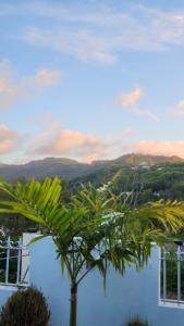 a palm tree in front of a building with a view at Perle rare Lodge in Diamond Island