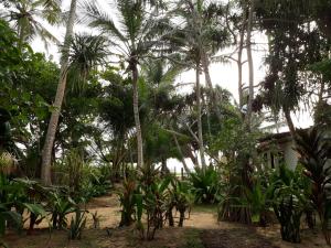 a garden with palm trees and a house at Hector's Place in Hikkaduwa