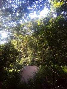 a tent in the middle of a forest of trees at Tente Tipi en plein cœur d'une forêt in Burzet +12 photos