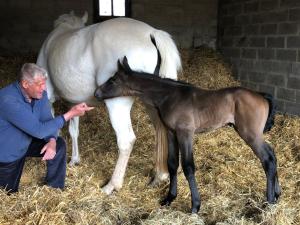 a man is petting a horse and a baby horse at Ancien hôtel aux moines Pierrefitte St Lo in Saint Lo