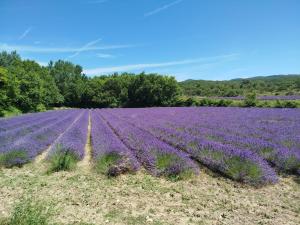 a field of lavender in the countryside at Rials in Aleyrac