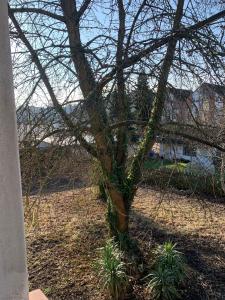 a tree with vines growing on it in a yard at Business Apartment Herne-Wanne in Herne