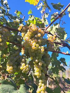 a bunch of grapes hanging on a tree at Casa Alecu in Urecheşti +6 photos