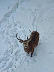 an animal with horns walking in the snow at Là-Haut in Les Angles