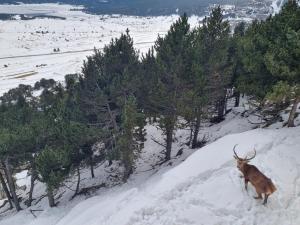 a deer standing on a snow covered hill with trees at Là-Haut in Les Angles