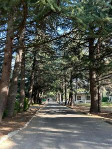 a tree lined road with a group of trees at mtatsminda residence in Itʼkhvisi