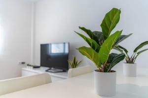a white table with a potted plant on it at Hauzify I Apartament Pedrera in Tarragona