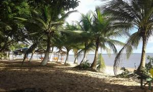 a group of palm trees on a sandy beach at pousada Rios, ilha de Cotijuba, praia Farol in Belém