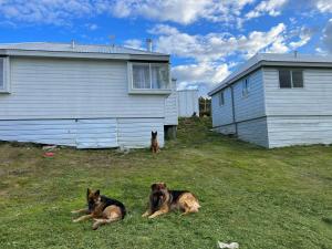 two dogs laying in the grass next to a house at 2 Arenas de Ancud in Lechagua