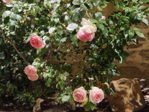 a bunch of pink roses on a bush at CHARM & FOLIe in Praslin +2 photos