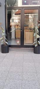 a dog sitting in the window of a store at Cala Hotel MDP in Mar del Plata
