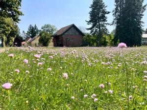 a field of flowers with a barn in the background at Tiny House Zur Alten Sparkasse in Groß Garz +11 photos