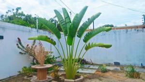 a large green plant in a yard next to a fence at Casa Costa & França in Parnaíba