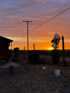 a dog standing in front of a sunset at Cabañas de Mar - Calfu Huenu in Camarones
