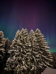 a group of christmas trees covered in snow under the stars at Breathtaking Voss Views - Spacious Family Home in Vossevangen