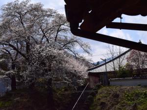 a tree with white flowers on it next to a house at and farmクラインガルテン in Nirasaki