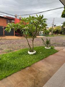 a small tree in a patch of grass next to a sidewalk at Departamento la Oma in Posadas +8 photos
