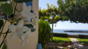 Fotografie z fotogalerie ubytování Apolloneia Apartments v destinaci Frangokastello