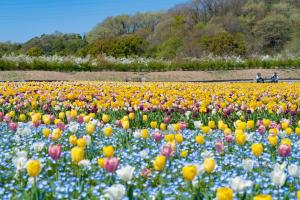 a field of colorful flowers with people in the background at Hotel Sincerity kani in Kani +44 photos
