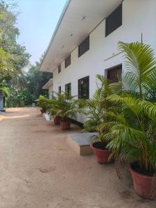 a row of potted plants in front of a building at Lagoon celebration10 in Perumanseri