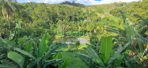 a view of a jungle with a body of water at Rancho e Pesqueiro do Cowboy in Piedade