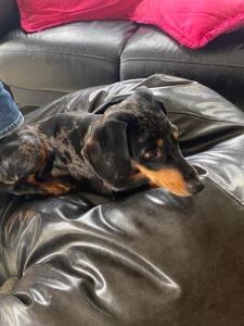 a black and brown dog laying on a couch at Hunthill in Tulach an Iarainn