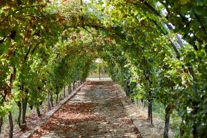 a row of trees in a garden with a tunnel at Weingut Stefan Meyer in Rhodt unter Rietburg +3 photos