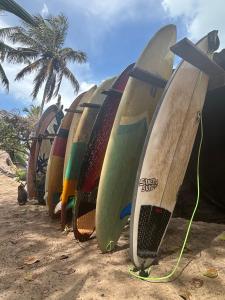 a row of surfboards lined up on the beach at Eco Camping Surf in Pipa