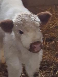 a painting of a baby lamb in hay at Ferienwohnung Elisa in Staig