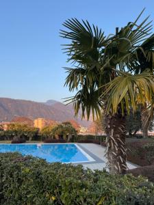 a palm tree next to a swimming pool at La Casa di Lella in Paratico +9 photos