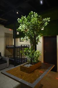 a bonsai tree sitting on a table in a room at Suthanthira stay Inn in Dindigul