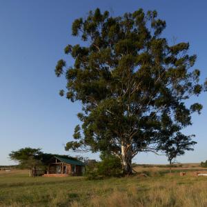 a tree in the middle of a field with a house at Bateleur Nature Reserve & Stamvrug Hiking Trails in Modimolle