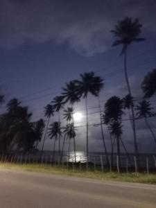 a group of palm trees in front of the ocean at Villa Madalena Lofts in Maceió