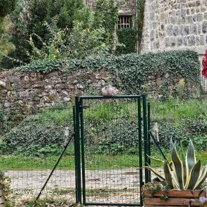 a bird sitting on top of a gate with a plant at La détente ! Petit déjeuner inclus in Servas