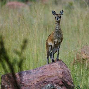 a small animal standing on top of a log at Bateleur Nature Reserve & Stamvrug Hiking Trails in Modimolle +22 photos