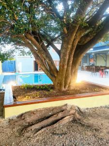 a tree with a large root in the ground at Pousada Bella Pantano in Pântano Grande