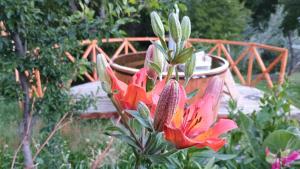 a red flower is growing in a garden at Cabaña Rakin Guilliw in Lonquimay