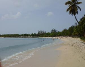 a beach with a palm tree and people in the water at Tropical holidays at Frantz in Port-Louis