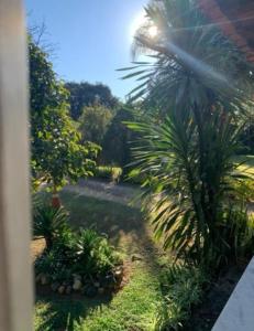 a view of a garden with a palm tree at Pousada do Campo in Ipiabas +13 photos