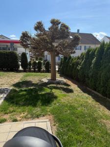 a tree in a yard next to a house at Ina Home in Denkendorf