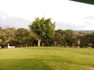 a field with a tree and sheep in the distance at Finca Turistica Rancho Grande in Santana +4 photos